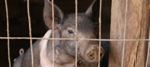 piglet 