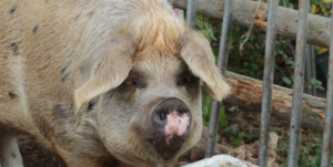 big pig